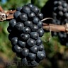 About Alicante Bouschet Red Wine
