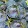 About Cabernet Franc White Wine