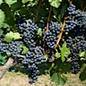 About Carignane Red Wine