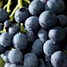 About Charbono Red Wine