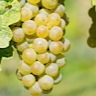 About Torrontes White Wine